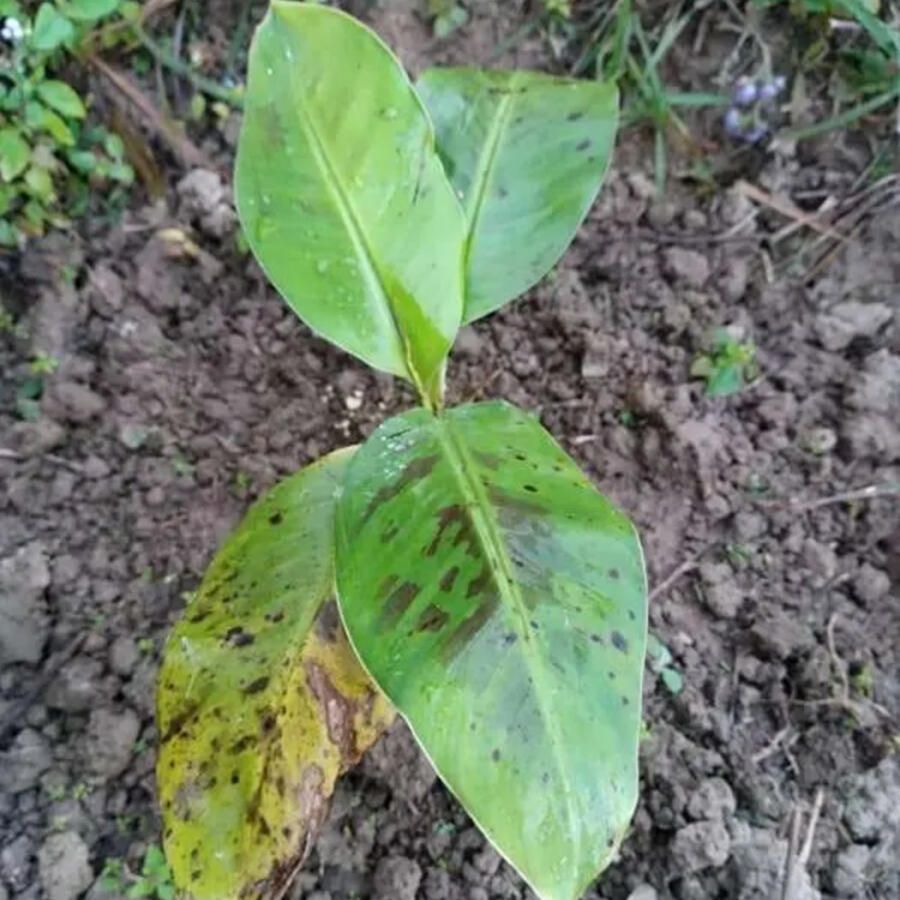 mein Bananenbaum🇳🇵